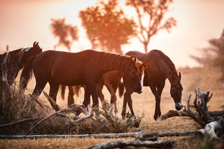 Eine Gruppe von Marwari-Pferden grasend bei Sonnenuntergang, ihre Silhouetten gegen den leuchtend orangefarbenen Himmel abgehoben.
