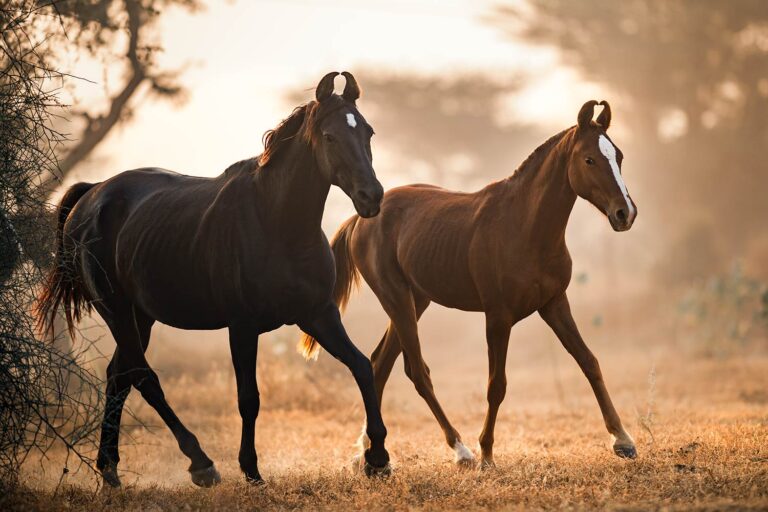 Zwei Marwari-Pferde, eines schwarz und das andere braun, schreiten Seite an Seite durch ein staubiges Feld im Gegenlicht der Morgensonne.