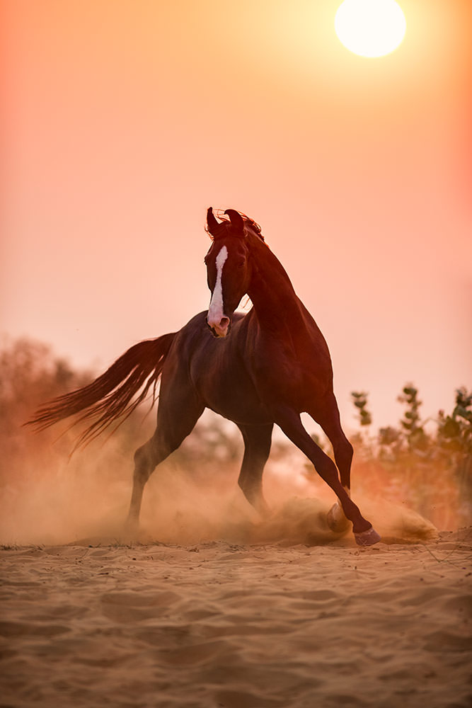 Ein Pferd rennt im Gegenlicht eines atemberaubenden Sonnenuntergangs, was eine dramatische Silhouette in der Staubwolke erzeugt.