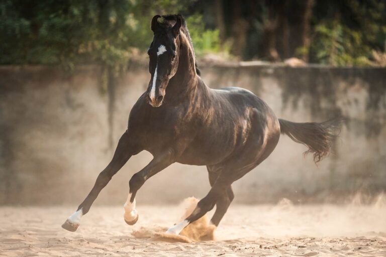 Ein schwarzes Pferd wirbelt Staub auf, während es über den Sand galoppiert.