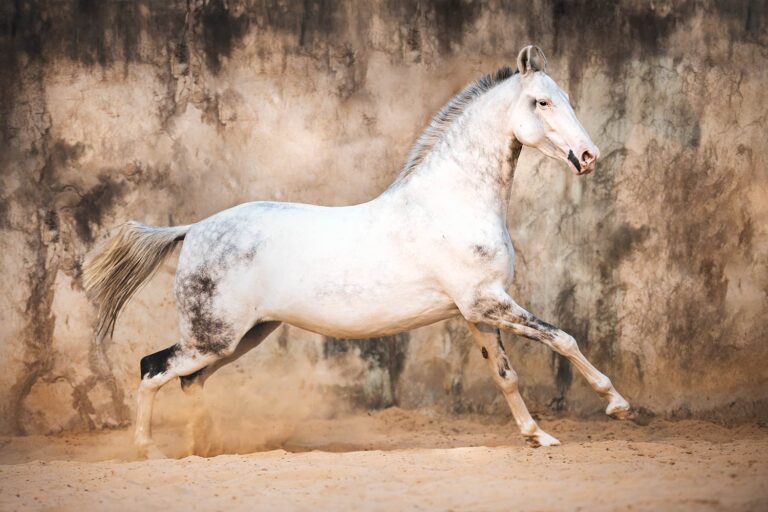 Ein schneeweisses Pferd hebt sich elegant vor einer staubigen Wand ab.