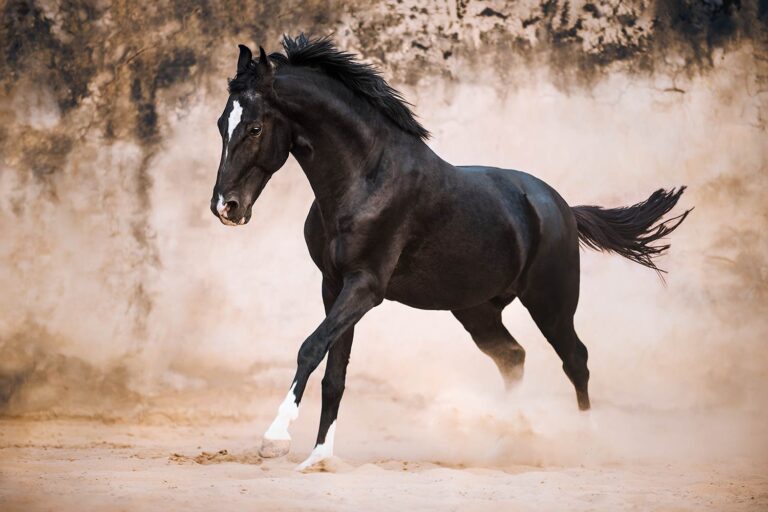 Ein schwarzes Marwari Pferd galoppiert energisch, während Staub um seine Hufe aufwirbelt.