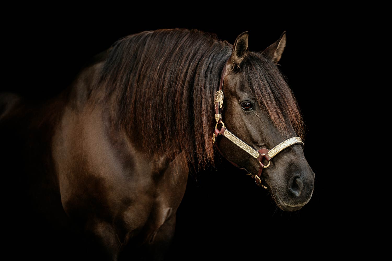 Pferd_schwarzer_Hintergrund_Foto_Schweiz_06