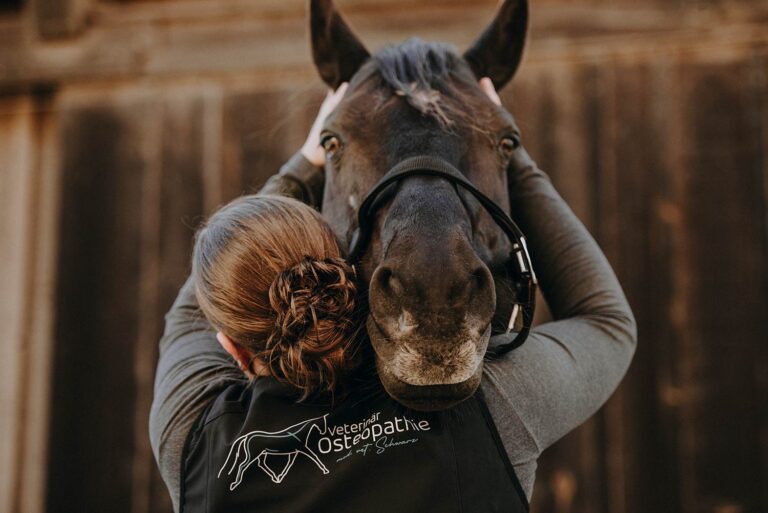 Eine Tierosteopathin behandelt sanft den Kopf eines schwarzen Pferdes.