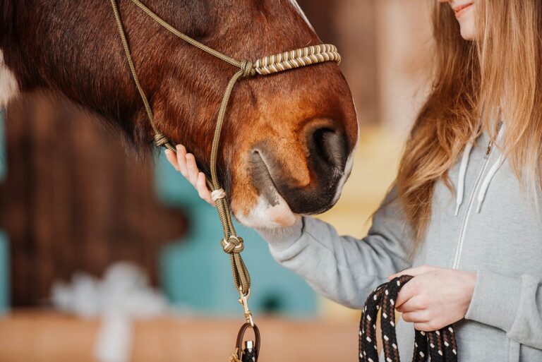 Eine Person streichelt liebevoll das Maul eines braunen Pferdes.