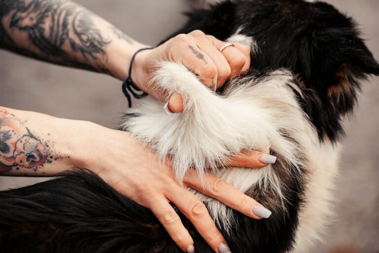 Tätowierte Hände kraulen liebevoll das Fell eines schwarz-weissen Hundes.