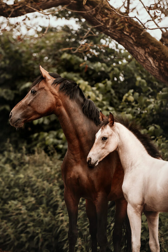 Ein braunes Pferd und ein helles Fohlen stehen Seite an Seite vor dichtem Laubwerk.