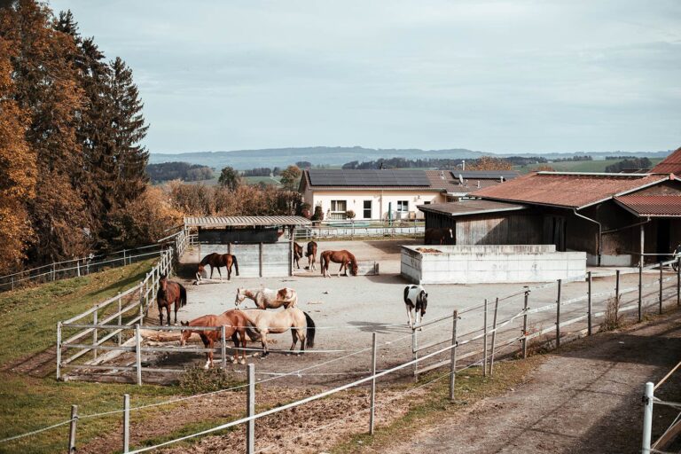 Mehrere Pferde grasen und entspannen in einem weitläufigen Paddock auf einem idyllischen Hof.