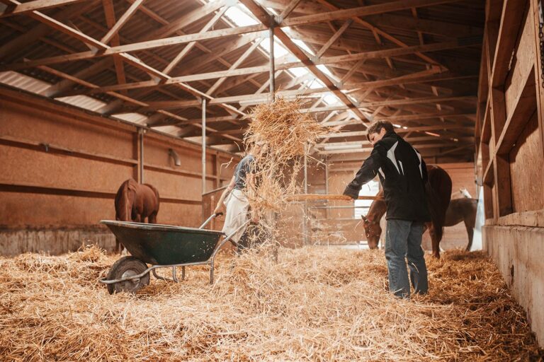Zwei Personen verteilen Stroh in einem Pferdestall, während die Pferde im Hintergrund fressen.