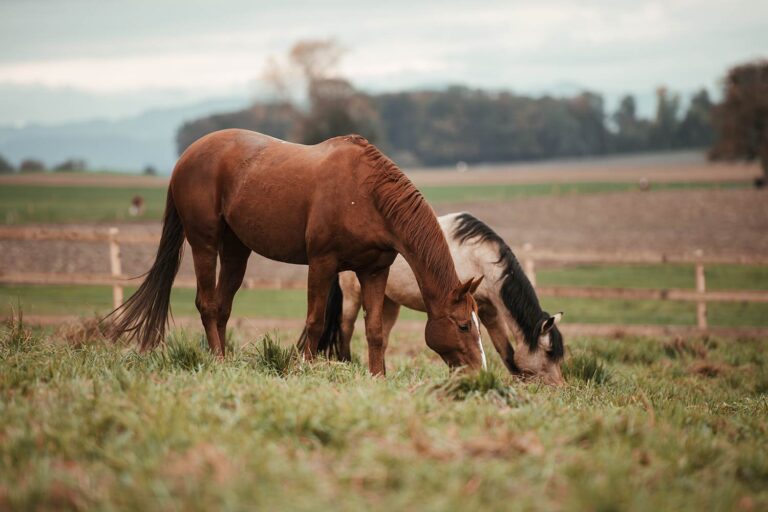 Zwei Pferde grasen friedlich auf einer grünen Weide mit einem Holzzaun im Hintergrund.