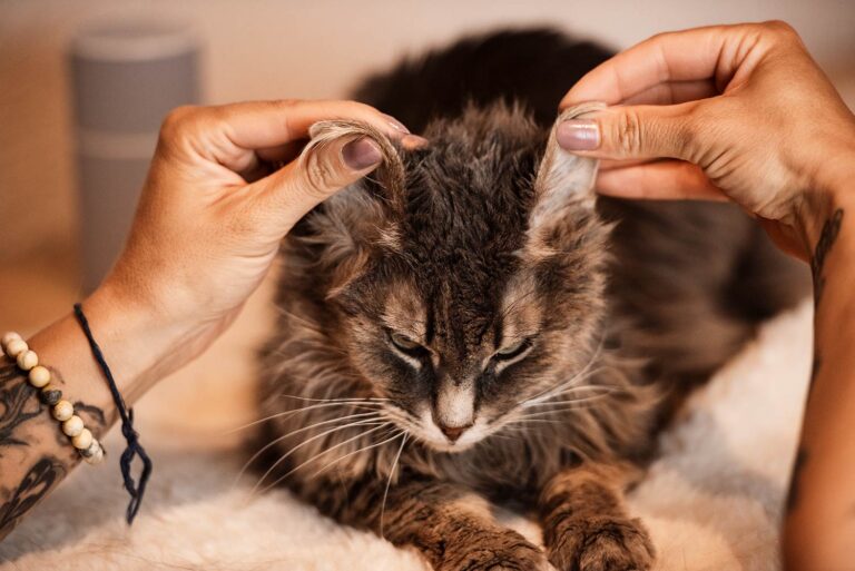Eine Katze bekommt sanft die Ohren von menschlichen Händen massiert.