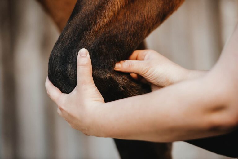 Hände massieren sanft das Bein eines braunen Pferdes.