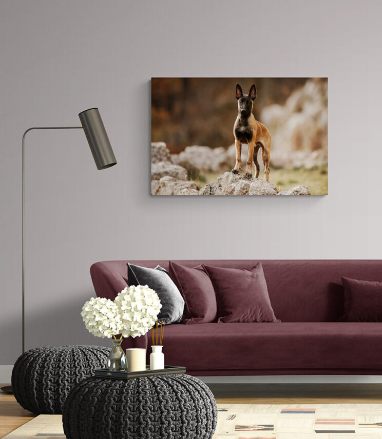 Wandbild mit einem Malinois Welpen hängt über einem violetten Sofa im Wohnzimmer