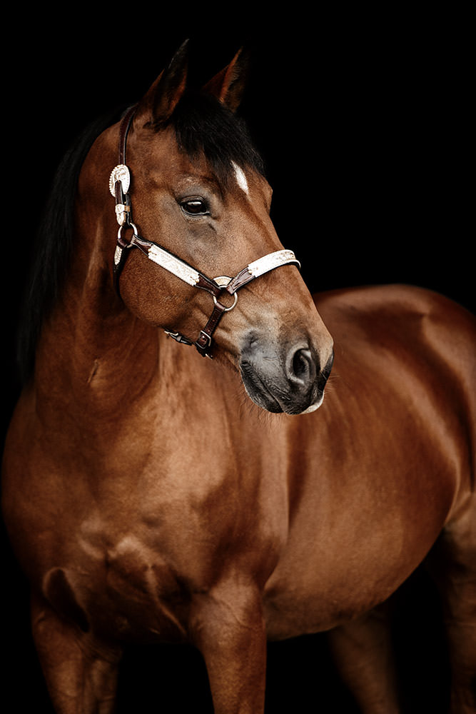 Ein edles braunes Pferd steht beim Fotoshooting vor einem schwarzen Hintergrund.