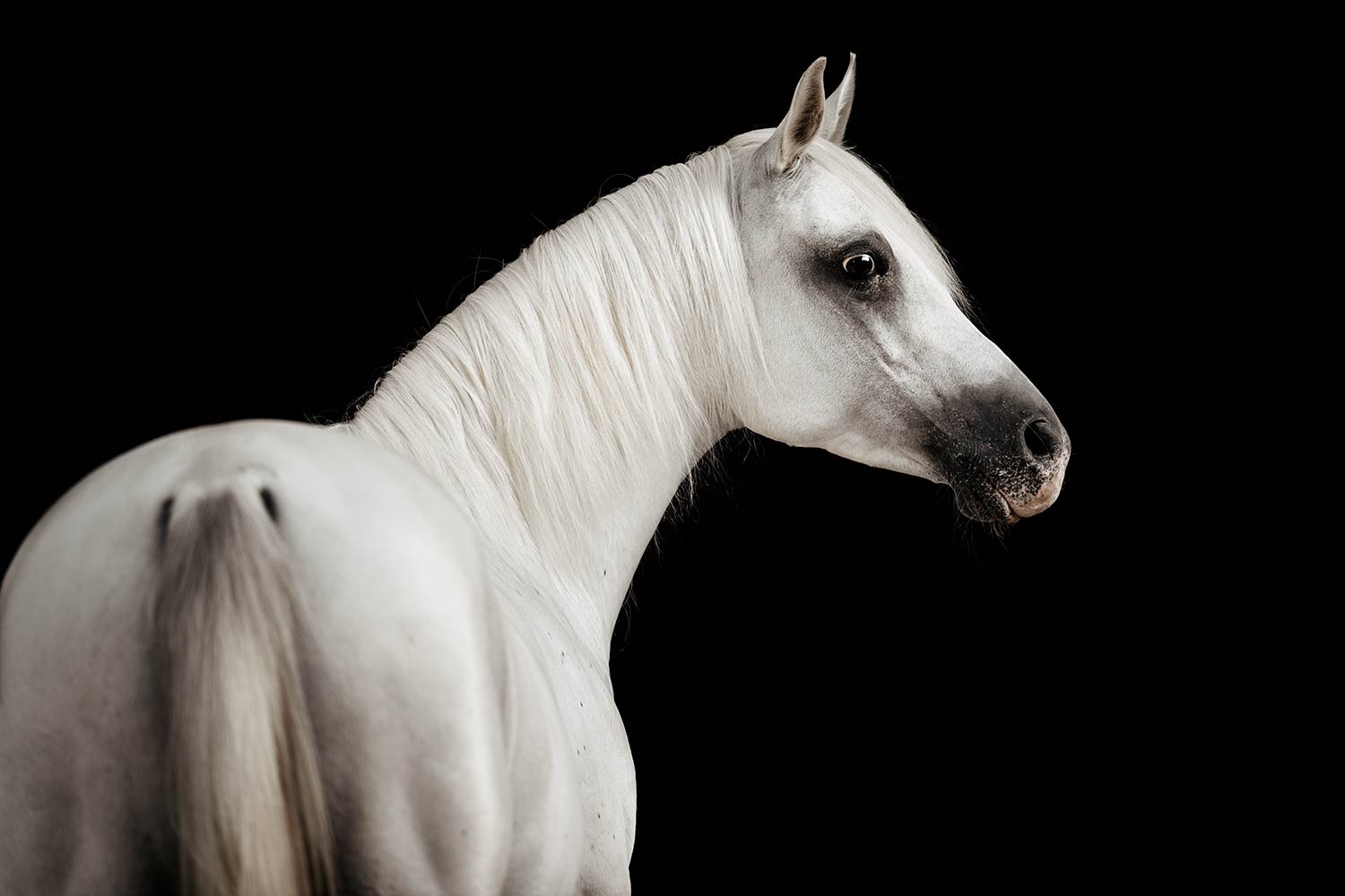 Ein weisser Araber mit edler Haltung blickt zurück, präsentiert auf einem Fotoshooting mit schwarzem Hintergrund.
