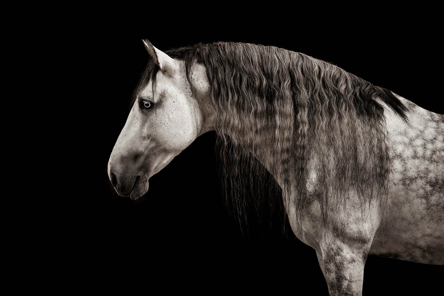 Ein Schimmel mit faszinierendem Blick beim Fotoshooting vor einem schwarzen Hintergrund.
